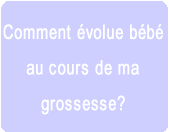 Comment évolue bébé dans mon ventre pendant ma grossesse ?